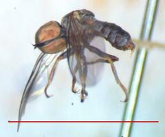 Eudorylas trichosubepandrialis