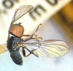 Eudorylas trichosubepandrialis