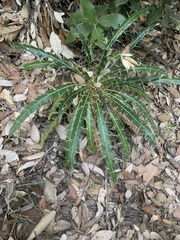 Ptilostemon casabonae