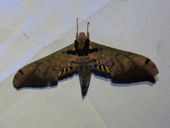 Adhemarius sexoculata