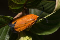 Neoalbertia constans