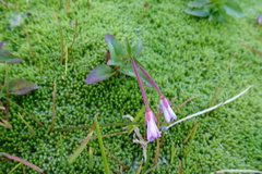 Epilobium alsinifolium