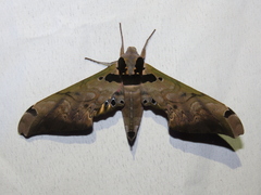 Adhemarius sexoculata