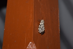 Juxtarctia multiguttata