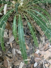 Ptilostemon casabonae