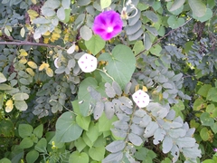 Robinia pseudoacacia