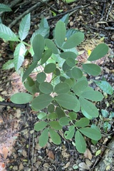 Senna bicapsularis bicapsularis