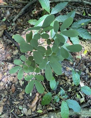 Senna bicapsularis bicapsularis