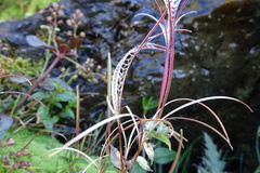Epilobium alsinifolium