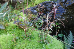 Epilobium alsinifolium