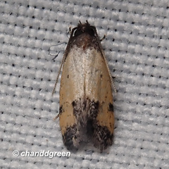 Tyrolimnas anthraconesa