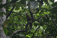 Ortalis erythroptera