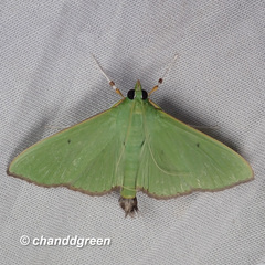 Parotis punctiferalis