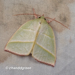 Hylophilodes tsukusensis