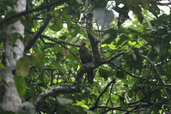 Ortalis erythroptera