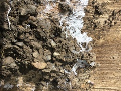 Sclerotinia sclerotiorum