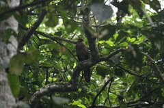 Ortalis erythroptera