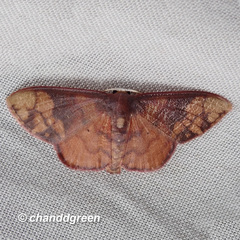 Metallaxis semipurpurascens