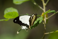 Papilio dardanus