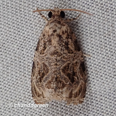 Phaecasiophora leechi