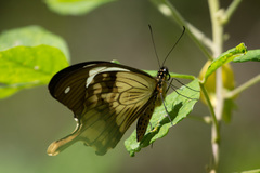 Papilio dardanus