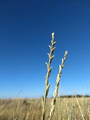 Thinopyrum obtusiflorum