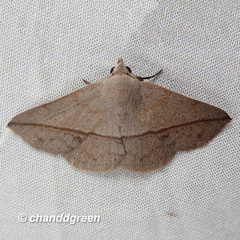 Ugia insuspecta