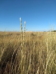 Thinopyrum obtusiflorum