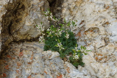 Draba dubia