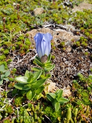 Gentiana platypetala