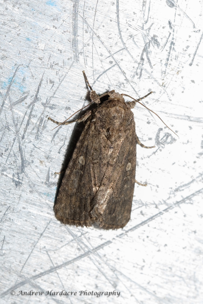 Spodoptera pecten