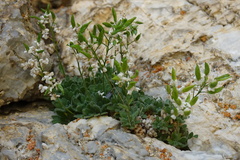 Draba dubia