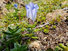 Gentiana platypetala