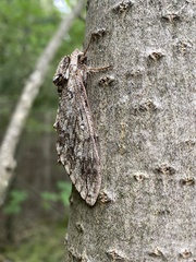 Ceratomia undulosa