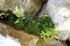 Draba dubia