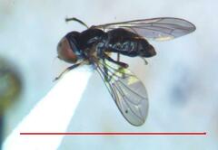 Tomosvaryella lynchi