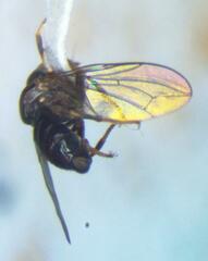 Tomosvaryella lynchi