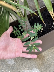 Euphorbia hypericifolia