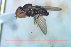 Tomosvaryella lynchi