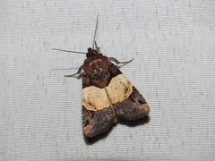 Hampsonodes naevia