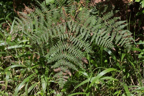 Pteridium image