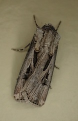 Agrotis spinifera