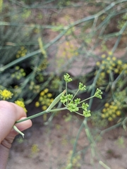 Foeniculum vulgare