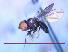 Tomosvaryella lynchi