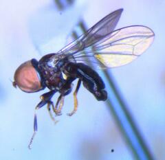 Tomosvaryella lynchi