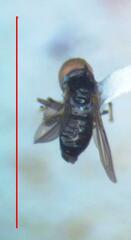 Tomosvaryella lynchi