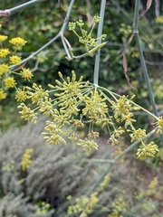 Foeniculum vulgare