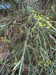 Foeniculum vulgare
