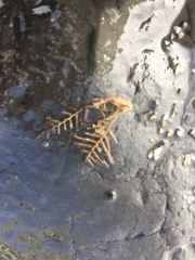 Abietinaria