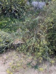 Foeniculum vulgare